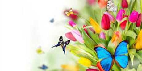 Powiększ grafikę: motyle na tulipanach