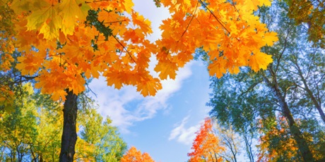 Powiększ grafikę: obrazek jesiennych liści, źródło Internet